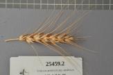 Click for 1 image(s) for this accession. Spike